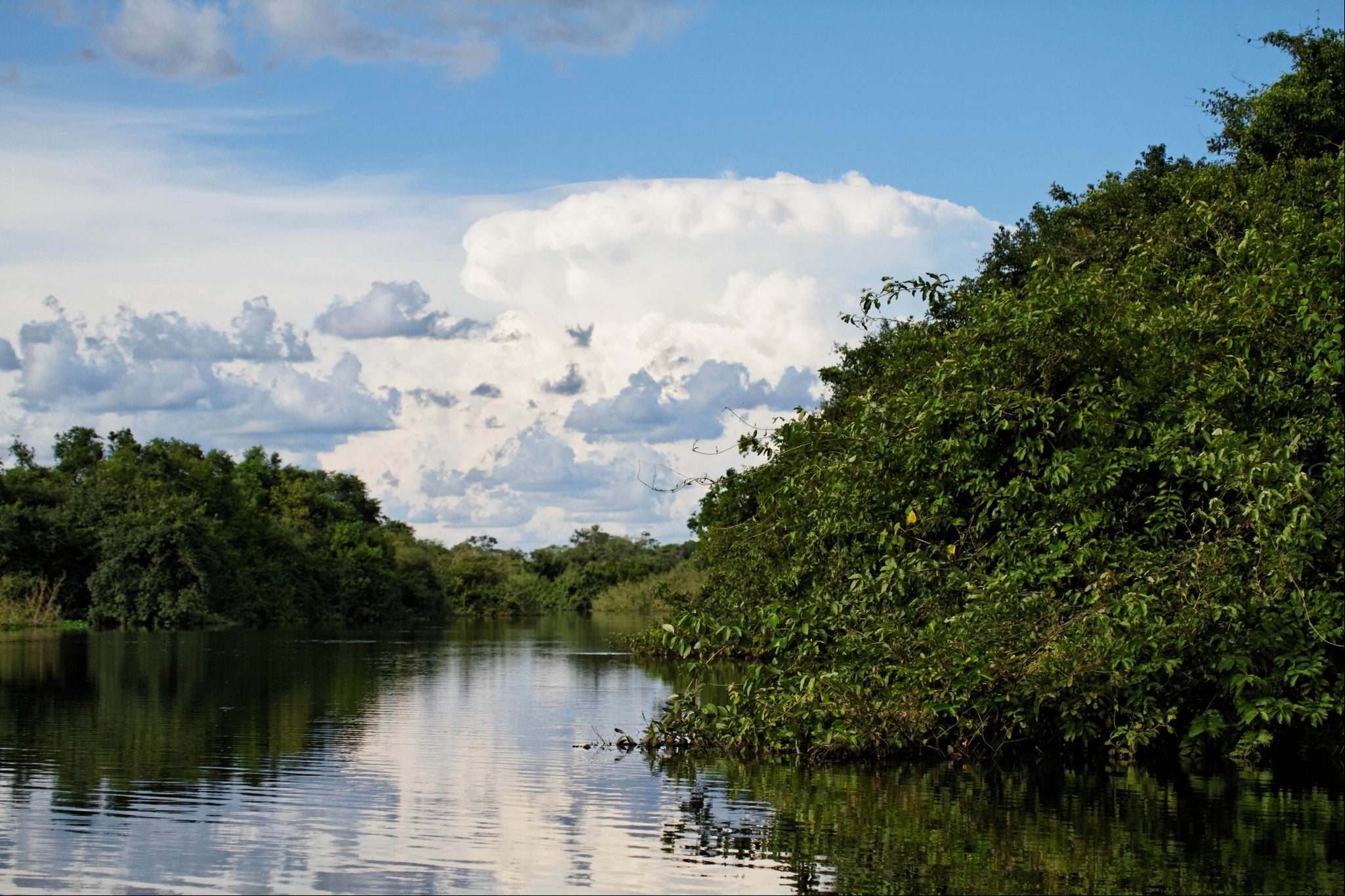 <p>O bioma Pantanal, no Mato Grosso (Foto: Ronald Woan/flickr)</p>