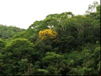 Remanescente de mata atlântica no interior de Minas Gerais (Foto: Aurelio Padovezi/WRI Brasil)