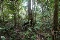 Amazônia, a maior floresta tropical do mundo, guarda um potencial ecossistêmico ainda desconhecido (Foto: LollyKnit/Flickr)