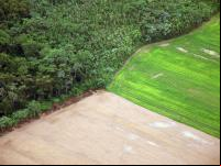 Desmatamento na Amazônia: contratempos ambientais aumentarão a pressão sobre a floresta (Foto: Sam Beebe/flickr)