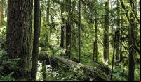 Expandir, restaurar e manejar florestas podem ajudar a remover o dióxido de carbono da atmosfera