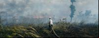 Homem apaga incêndio florestal em Borneu, Indonésia
