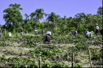 Mutirão de agricultores implantam SAF no Vale do Paraíba