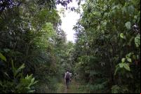Homem caminha em meio a floresta na Amazônia