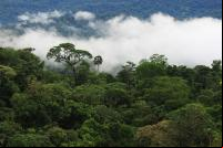foto da copa das árvores na Amazônia em meio a nuvens