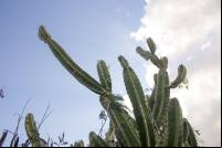 Mandacaru na Caatinga