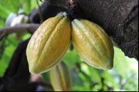 Cacau