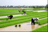 Imagem mostra agricultores trabalhando em campo de arroz