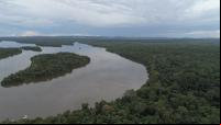 Foto aérea de floresta regenerada na Amazônia