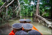 transporte de açaí em igarapé na amazônia