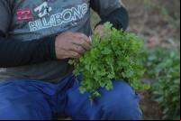Produtor de horticultura na Caatinga