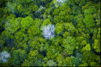 Visão aérea da floresta amazônica no Pará