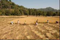pessoas trabalham em campo de arroz na India