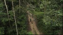 Diversas espécies próximas ao projeto Poço de Carbono Florestal, desenvolvido pela ONF Brasil.