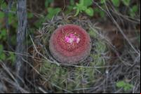 Vegetação da Caatinga