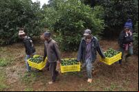 agricultores carrega colheita de avocados no quênia