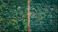 Imagem de drone mostra floresta de um lado, moncultura de outro