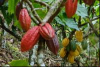 cacau agroflorestal