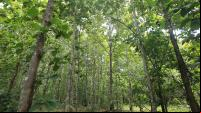 Área de restauração no Mato Grosso
