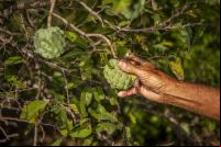 Imagem da Floresta 