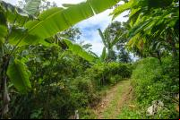 Floresta no bioma Mata Atlântica no Sul da Bahia com palmeiras, arbustos e outras árvores.