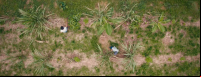 Imagem aérea de agrofloresta na Amazônia