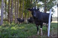 A integração de lavoura, pecuária e floresta é uma das maneiras de produzir carne de baixo carbono (foto: Gustavo Porpino/Embrapa)