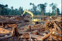 Desmatamento de floresta tropical. Foto: Rainforest Action Network/Flickr