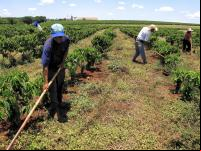 Agricultura Otávio Nogueira.jpg