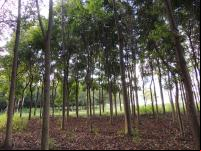 Área de restauração florestal (foto: WRI Brasil)
