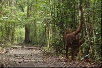 Forests James Anderson Indonesia.jpg