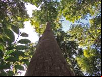 Plantio de mogno amazônico, uma das espécies de árvores que foram considerados no Projeto VERENA (Foto: Claudio Pontes)