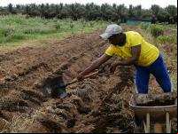 O Brasil está em quinto lugar entre os maiores emissores de GEE, principalmente por causa dos impactos das emissões do setor agropecuário. Fonte: Organicos do PIVAS/Flickr
