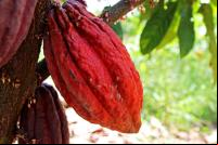 Produção de cacau em agrofloresta no Peru (Foto: Iniciativa 20x20)