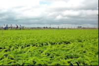 Viveiro de árvores nativas na Amazônia