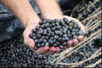 Açaí e bioeconomia na Amazônia