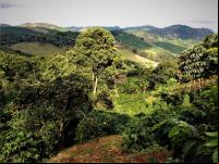 agricultura familiar MG plantar floresta agrofloresta