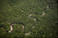 Imagem aérea da floresta amazônica. Foto: Cesar David Martinez/Avaaz