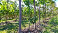 Agrofloresta com frutas e verduras