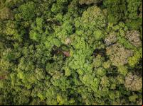 Levantamento aponta que existem 3 trilhões de árvores no mundo (Foto: Preta Terra) 