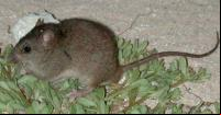 Melomys rubicola: o primeiro mamífero extinto pelas mudanças climáticas (Foto: Ian Bell/EHP, State of Queensland)