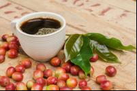 pesquisa descobriu que 60% de todas as espécies de café estão ameaçadas de extinção