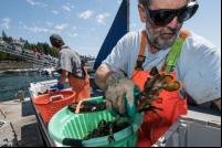 Um pescador. Um estudo descobriu que o rápido aquecimento da água na costa da Nova Inglaterra pode estar levando a um declínio no número de pescadores