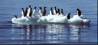 araus-comuns, ave do circulo polar ártico