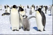 pinguins imperadores