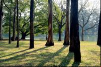 Cities4Forests florestas cidades preservação restauração