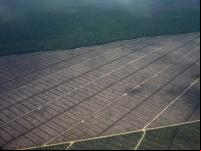 Desmatamento em Sarawak, na Malásia, impulsionado pelo cultivo das palmeiras de onde provém o azeite de dendê. (Foto: Wakx/Flickr)