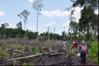 Área de desmatamento na Indonésia. Foto: Divulgação/WRI