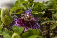 Flor da árvore que produz o maracujá da caatinga