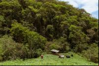 Floresta e pasto em Minas Gerais